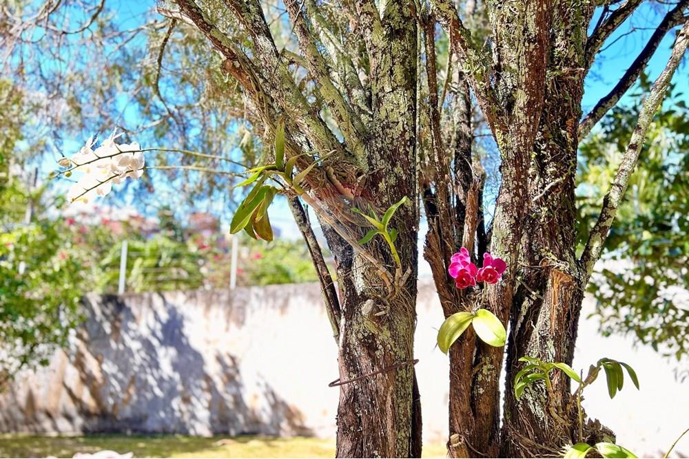 Casa - Venda - Salvador , Bahia - IMG_7435.jpeg - Jardim Externo - 580721043-2