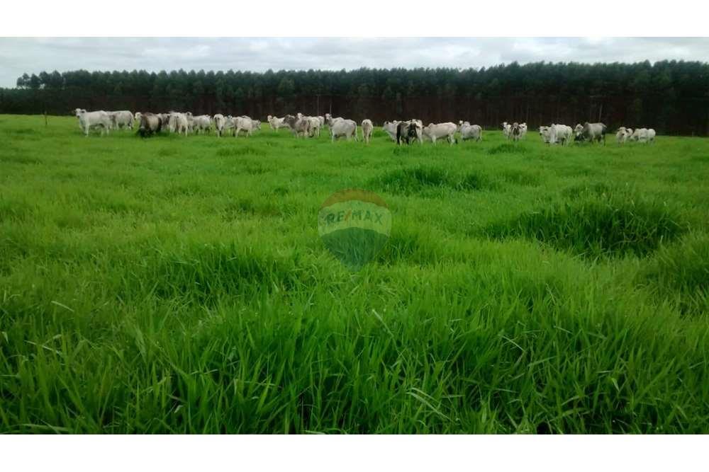 Chácara / Sítio / Fazenda - Venda - Teixeira de Freitas , Bahia - WhatsApp Image 2024-05-13 at 16.09.17.jpeg - 580411003-292