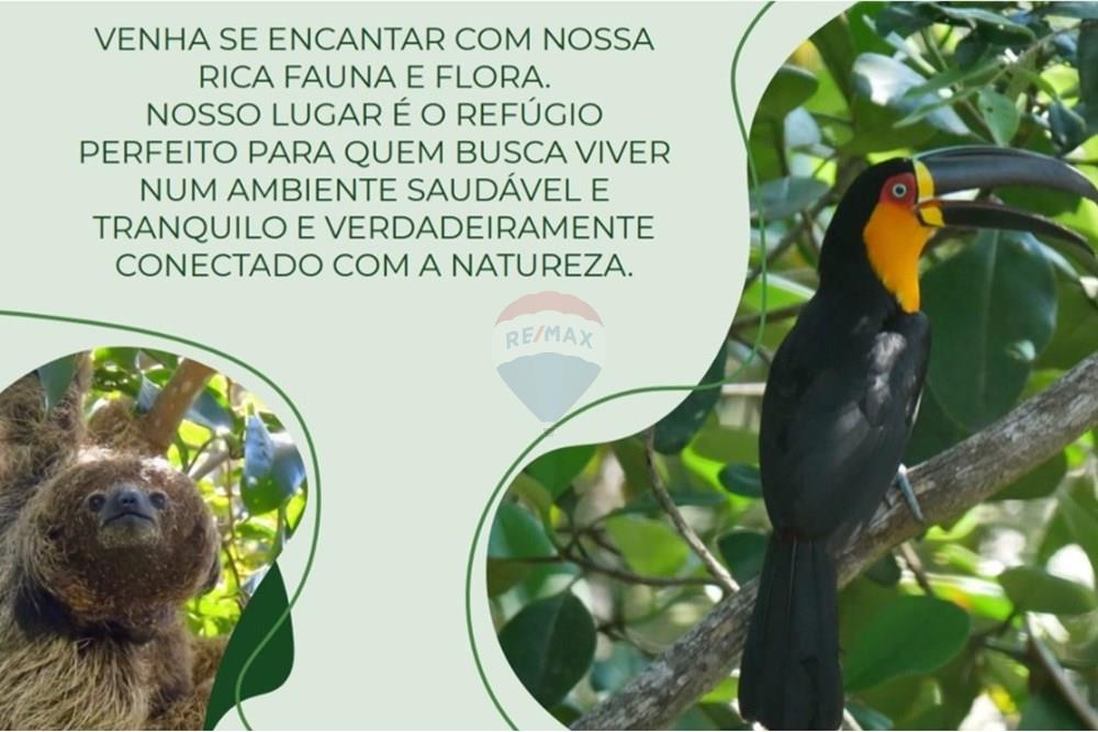 Terreno - Venda - Mata de São João , Bahia - 11.jpg - 580541057-5