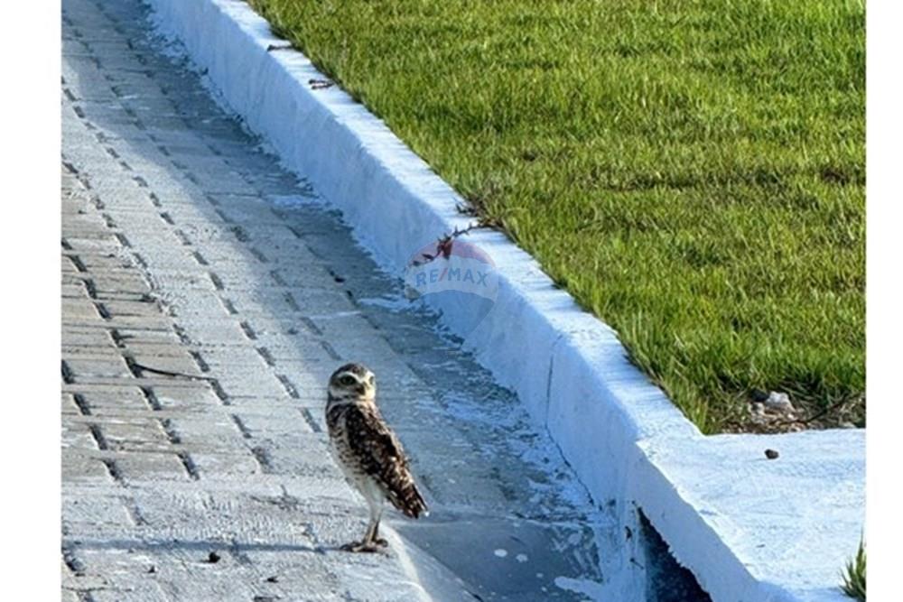 Terreno - Venda - Entre Rios , Bahia - WhatsApp Image 2025-07-14 at 14.17.23 (1).jpeg - 580701056-5