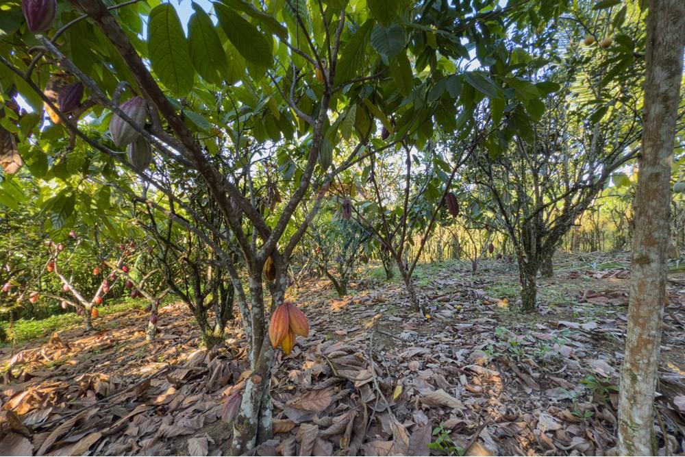 Chácara / Sítio / Fazenda - Venda - Santo Antônio de Jesus , Bahia - IMG_3189.jpg - 580341015-99