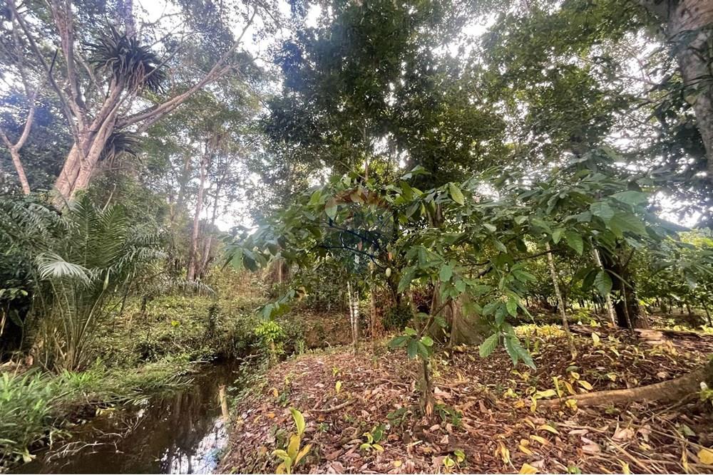 Chácara / Sítio / Fazenda - Venda - Itamaraju , Bahia - Imagem do WhatsApp de 2025-04-04 à(s) 14.39.09_e6bc198a.jpg - 580751013-66