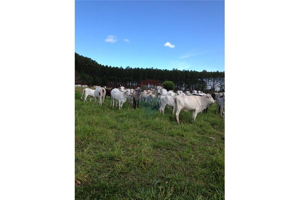 Chácara / Sítio / Fazenda - Venda - Mucuri , Bahia - 2 - 580411006-263