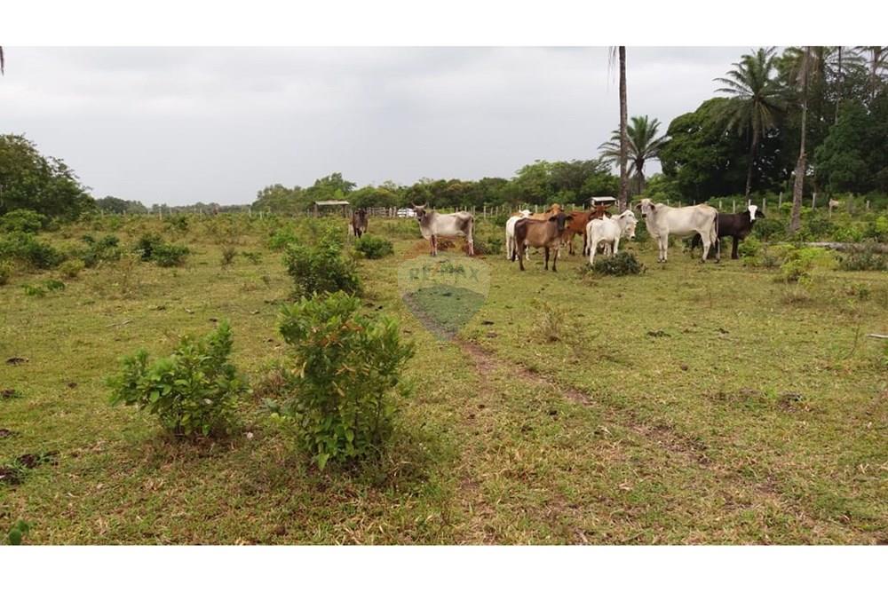 Chácara / Sítio / Fazenda - Venda - Caravelas , Bahia - WhatsApp Image 2025-07-11 at 09.20.09 (1).jpeg - 580411006-269