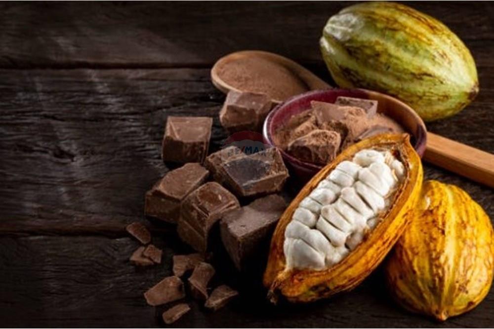 Apartamento - Venda - Ilhéus , Bahia - cacau .jpg2.jpg - 580831002-183