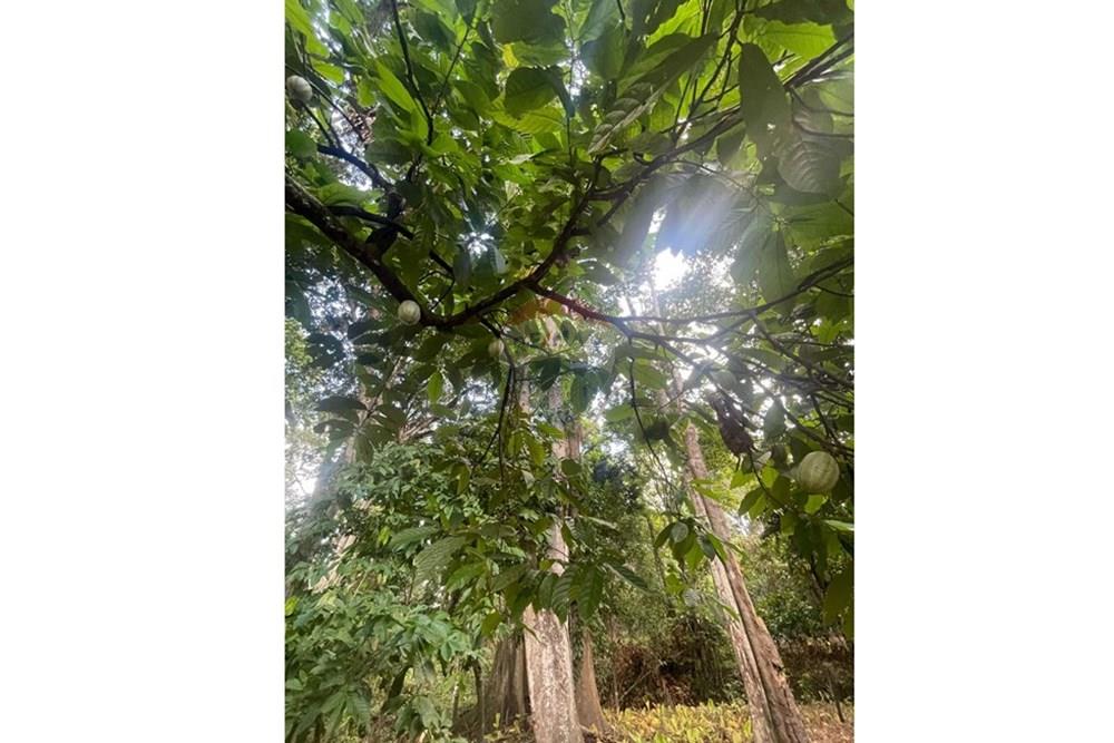 Chácara / Sítio / Fazenda - Venda - Itamaraju , Bahia - Imagem do WhatsApp de 2025-04-04 à(s) 14.39.11_95a3bab2.jpg - 580751013-66