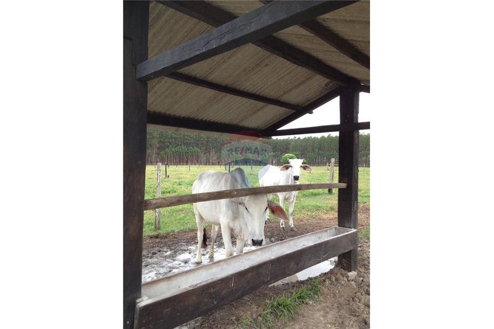 Chácara / Sítio / Fazenda - Venda - Mucuri , Bahia - 4 - 580411006-263