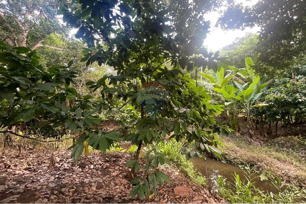 Chácara / Sítio / Fazenda - Venda - Itamaraju , Bahia - Imagem do WhatsApp de 2025-04-04 à(s) 14.39.10_bb7460a7.jpg - 580751013-66