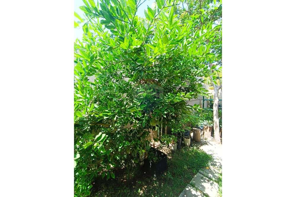 Casa - Venda - Alcobaça , Bahia - WhatsApp Image 2024-02-05 at 11.48.30 (1).jpeg - 580431021-136