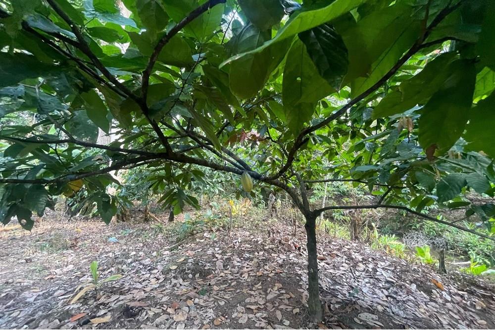 Chácara / Sítio / Fazenda - Venda - Itamaraju , Bahia - Imagem do WhatsApp de 2025-04-04 à(s) 14.39.09_a363f762.jpg - 580751013-66