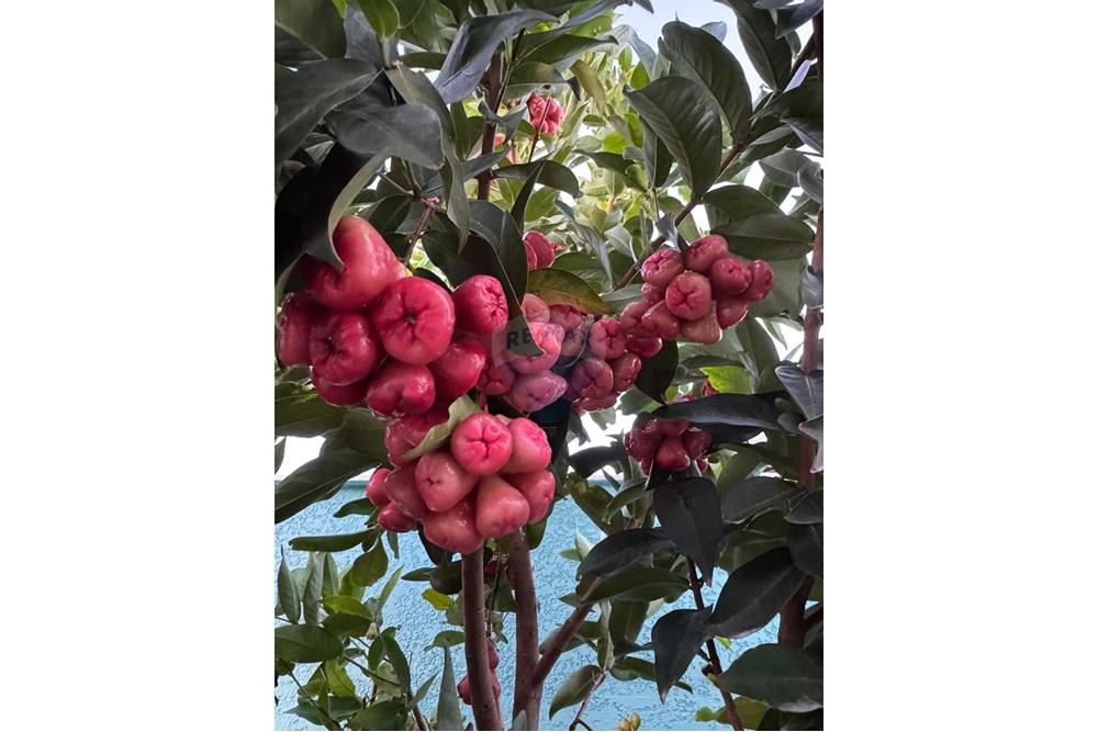 Casa de Condomínio - Venda - Porto Seguro , Bahia - WhatsApp Image 2024-11-25 at 13.38.25 (7).jpeg - 580531004-148