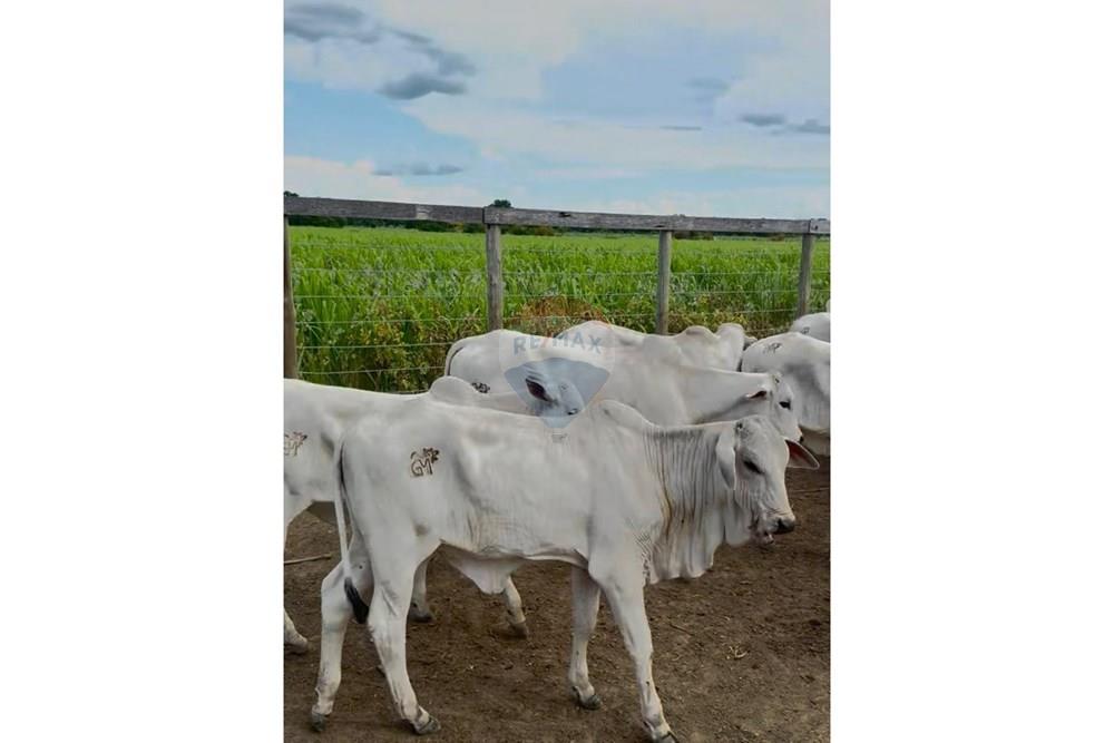 Agro - Venda - Wanderley , Bahia - Imagem do WhatsApp de 2025-08-13 à(s) 16.14.53_031b576c.jpg - 580791016-14