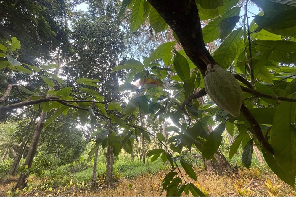 Chácara / Sítio / Fazenda - Venda - Itamaraju , Bahia - Imagem do WhatsApp de 2025-04-04 à(s) 14.39.09_b21830f2.jpg - 580751013-66