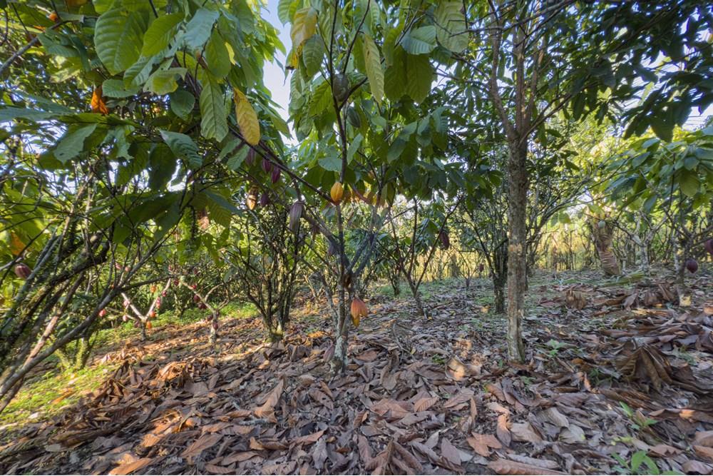 Chácara / Sítio / Fazenda - Venda - Santo Antônio de Jesus , Bahia - IMG_3188.jpg - 580341015-99