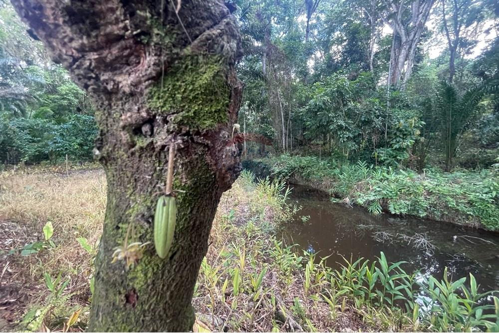 Chácara / Sítio / Fazenda - Venda - Itamaraju , Bahia - Imagem do WhatsApp de 2025-04-04 à(s) 14.39.08_66b7c2e3.jpg - 580751013-66