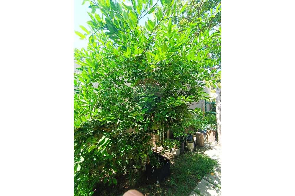 Casa - Venda - Alcobaça , Bahia - WhatsApp Image 2024-02-05 at 11.48.30.jpeg - 580431021-136