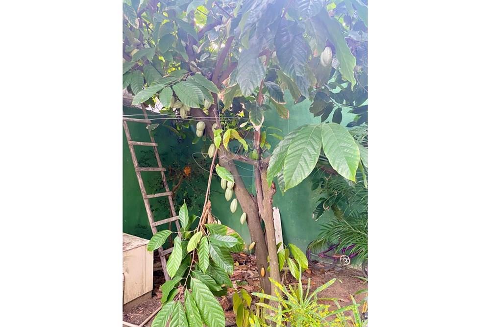 Casa - Alugar - Santa Cruz Cabrália , Bahia - IMG_1221.jpg - 580811004-121