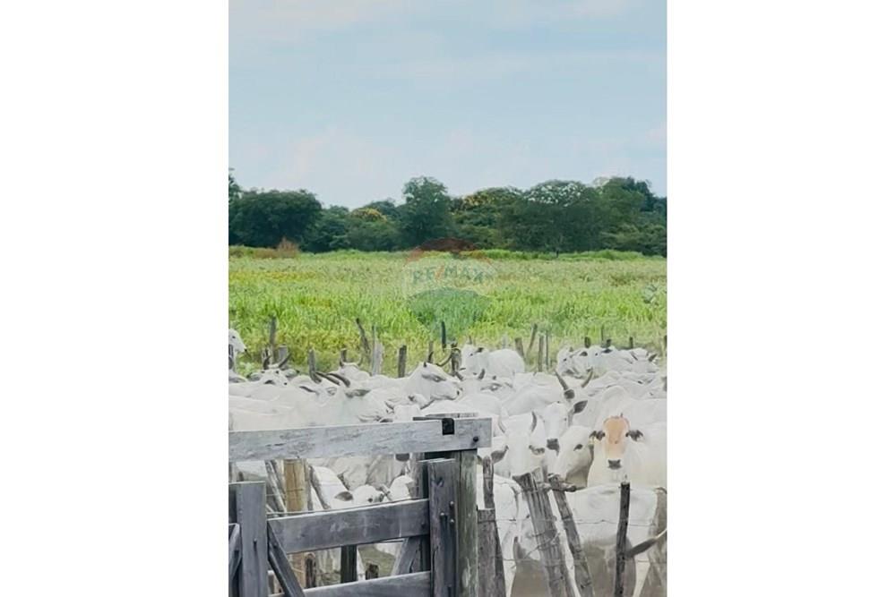 Agro - Venda - Wanderley , Bahia - Imagem do WhatsApp de 2025-08-13 à(s) 16.14.53_a452e085.jpg - 580791016-14