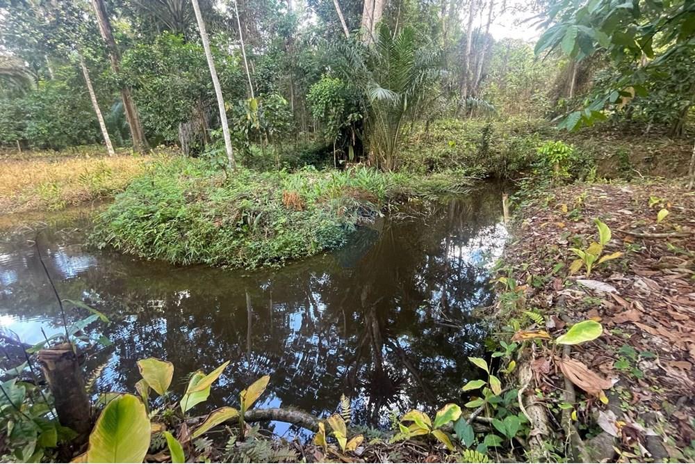 Chácara / Sítio / Fazenda - Venda - Itamaraju , Bahia - Imagem do WhatsApp de 2025-04-04 à(s) 14.39.08_cbfea2e0.jpg - 580751013-66