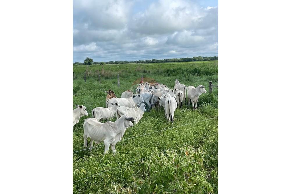 Agro - Venda - Wanderley , Bahia - Imagem do WhatsApp de 2025-08-13 à(s) 16.09.43_fe82ae62.jpg - 580791016-14