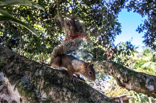 Slider Image Thumbnail