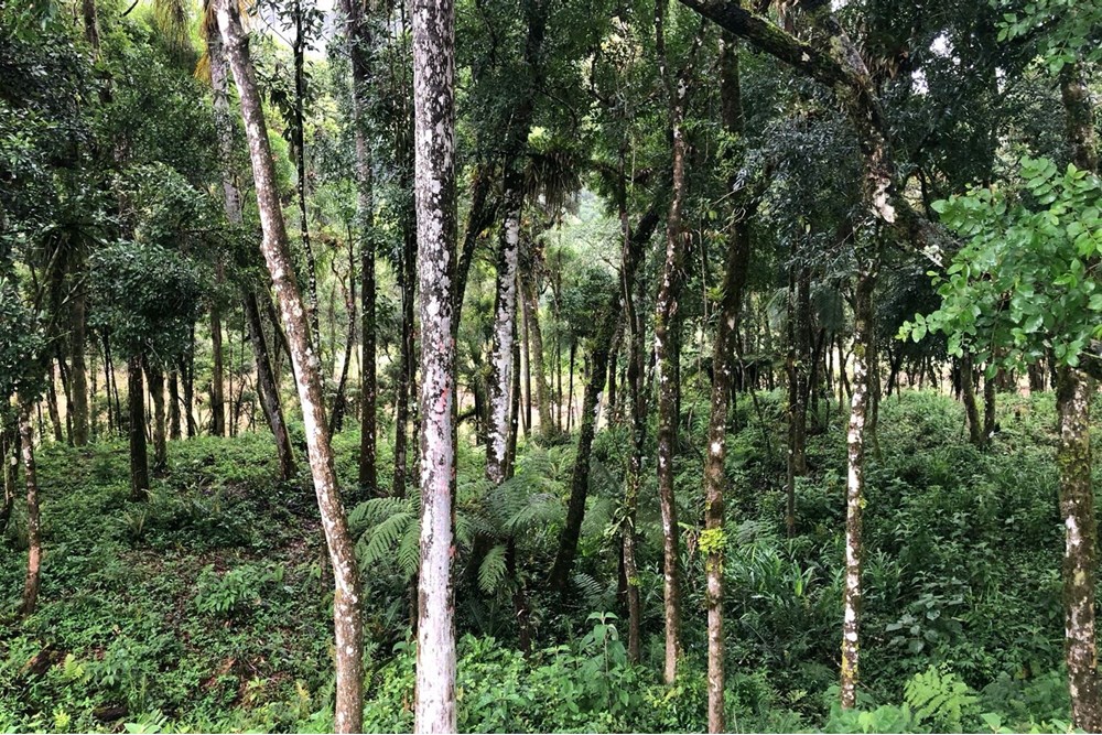 "Terreno c/ Vista Deslumbrante em Rio dos Cedros" — foto 3