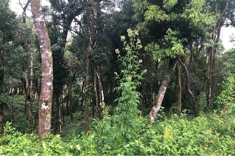 "Terreno c/ Vista Deslumbrante em Rio dos Cedros" — foto 4