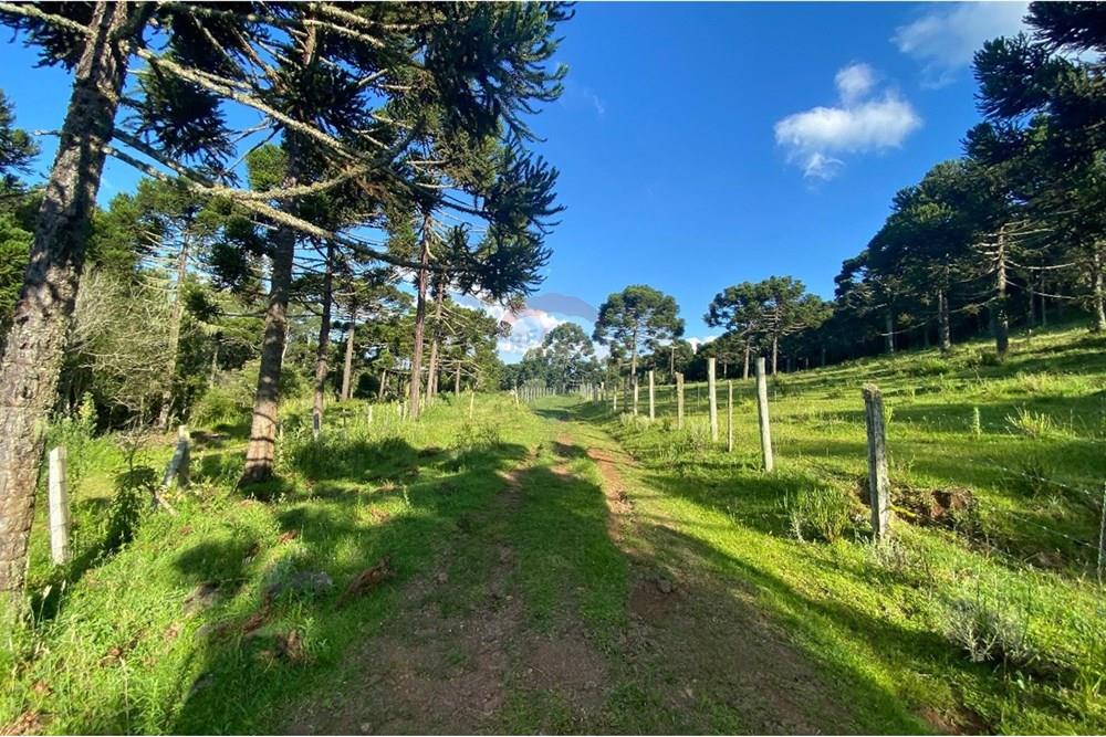 Chácara / Sítio / Fazenda - Venda - Painel , Santa Catarina - WhatsApp Image 2025-05-09 at 11.33.20 (1).jpeg - 590071044-16