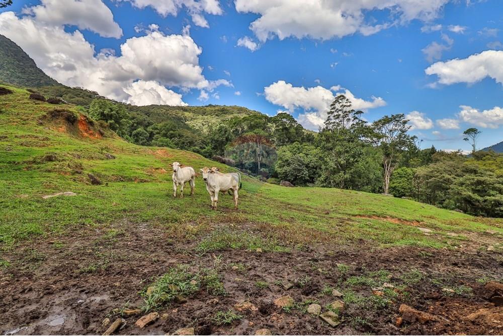 Chácara / Sítio / Fazenda - Venda - Rio dos Cedros , Santa Catarina - 5b557acd-979f-435b-8d34-f1dbe9fac83f.jpeg - 590211035-78