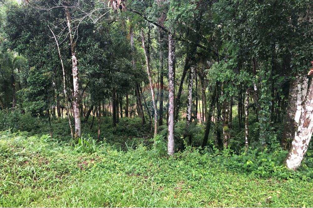 Terreno - Venda - Rio dos Cedros , Santa Catarina - FOTO 06 - .JPG - 590211051-12