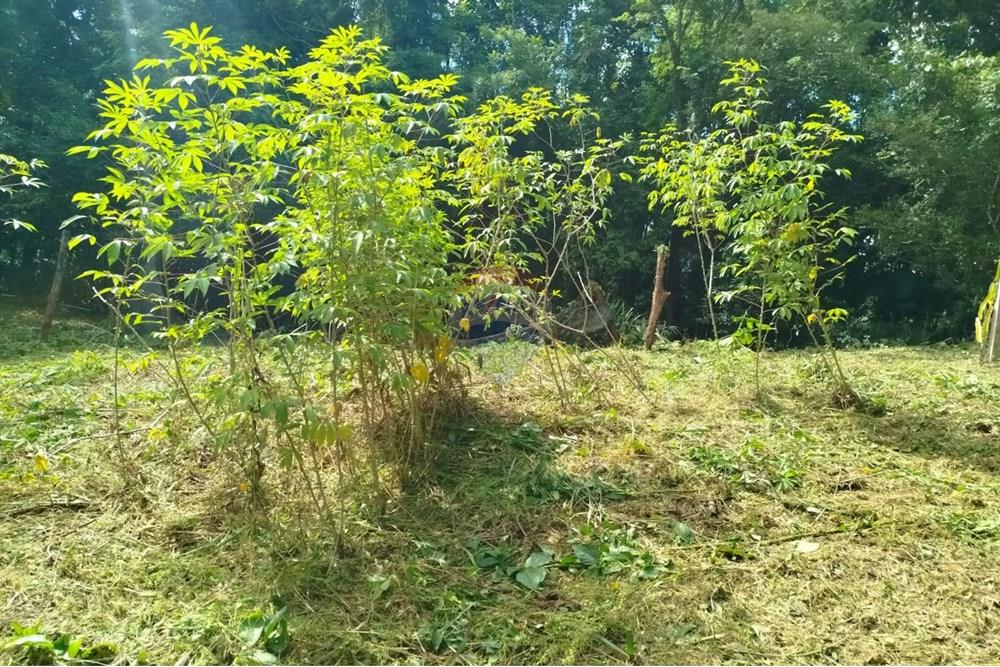 Chácara / Sítio / Fazenda - Venda - Indaial , Santa Catarina - WhatsApp Image 2025-04-04 at 15.05.17.jpeg - 590301044-30