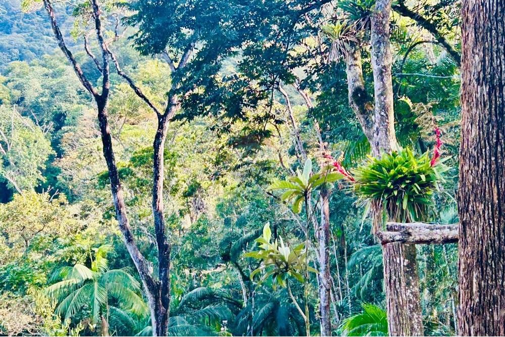 Chácara / Sítio / Fazenda - Venda - Itapema , Santa Catarina - WhatsApp Image 2025-07-14 at 16.25.23.jpeg - 590401053-3