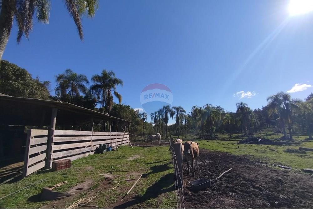 Chácara / Sítio / Fazenda - Venda - Benedito Novo , Santa Catarina - IMG-20241028-WA0107.jpg - 590301027-92