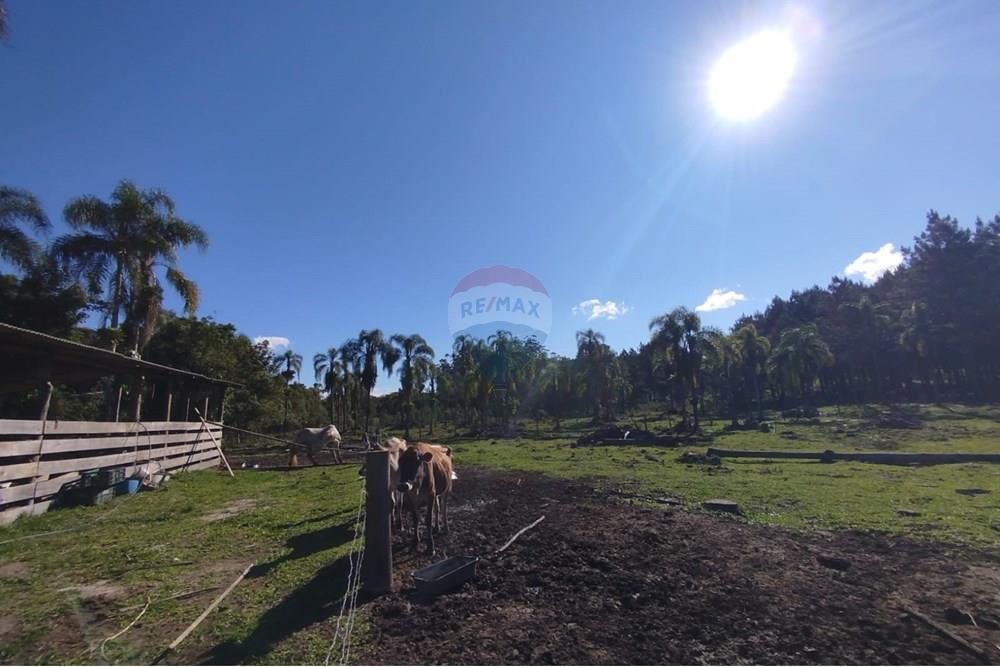 Chácara / Sítio / Fazenda - Venda - Benedito Novo , Santa Catarina - IMG-20241028-WA0382.jpg - 590301027-92