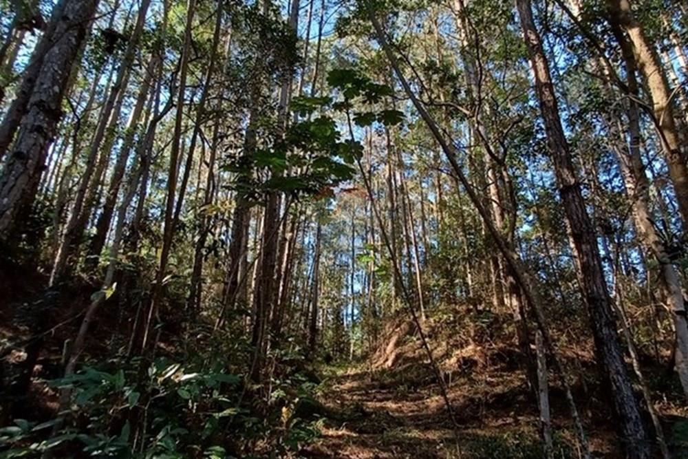 Terreno - Venda - Florianópolis , Santa Catarina - PHOTO-2025-05-15-17-03-25 (3).jpg - 590101001-59