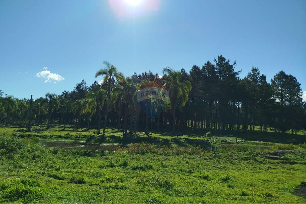 Chácara / Sítio / Fazenda - Venda - Benedito Novo , Santa Catarina - IMG-20241028-WA0385.jpg - 590301027-92