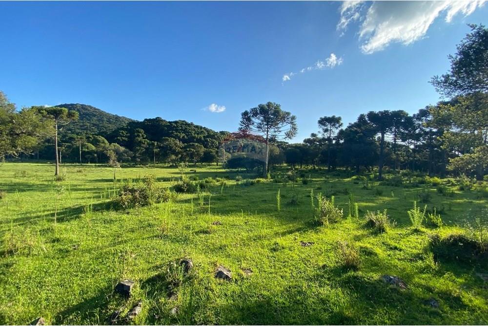 Chácara / Sítio / Fazenda - Venda - Painel , Santa Catarina - WhatsApp Image 2025-05-09 at 11.33.27 (1).jpeg - 590071044-16