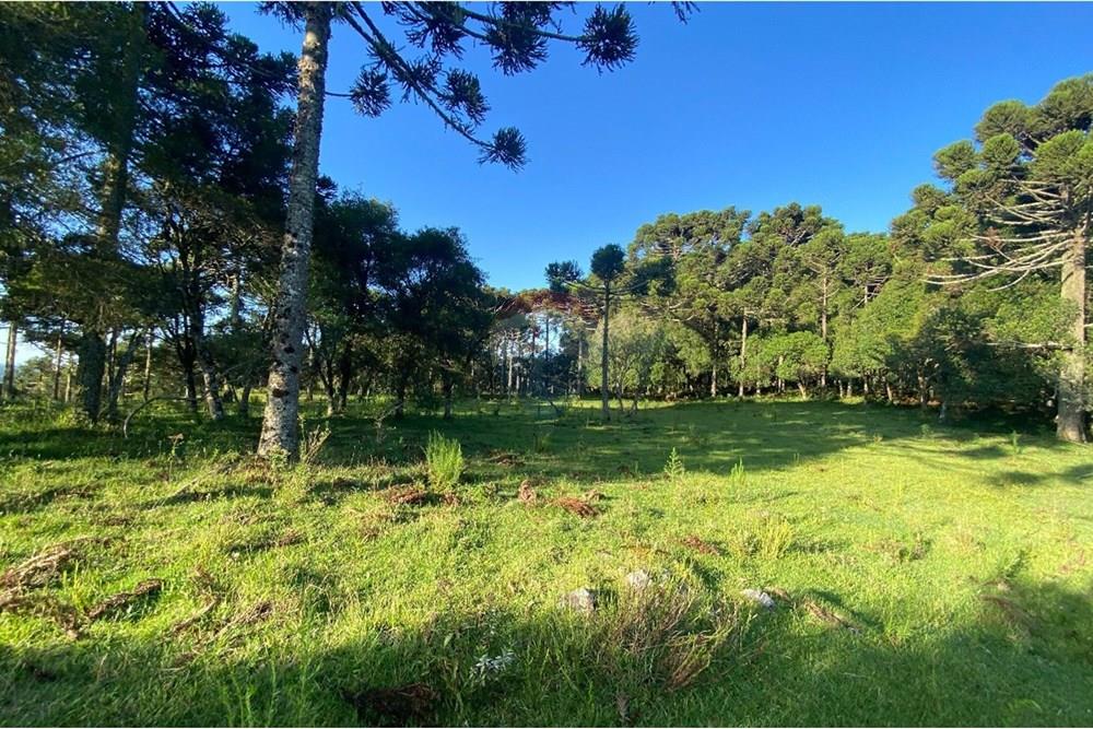 Chácara / Sítio / Fazenda - Venda - Painel , Santa Catarina - WhatsApp Image 2025-05-09 at 11.33.25 (1).jpeg - 590071044-16