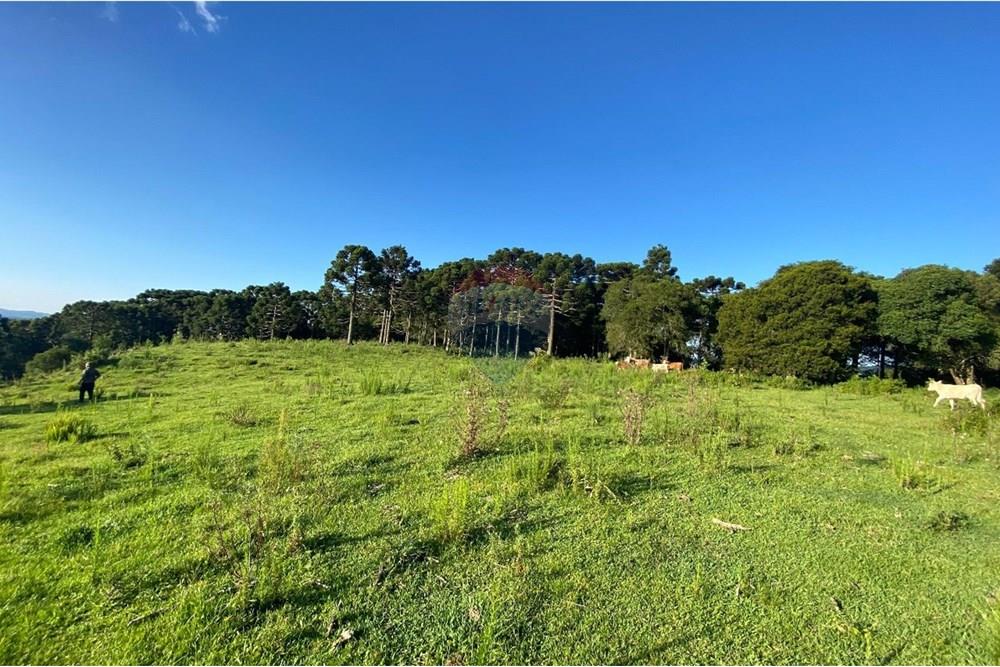 Chácara / Sítio / Fazenda - Venda - Painel , Santa Catarina - WhatsApp Image 2025-05-09 at 11.33.26 (2).jpeg - 590071044-16