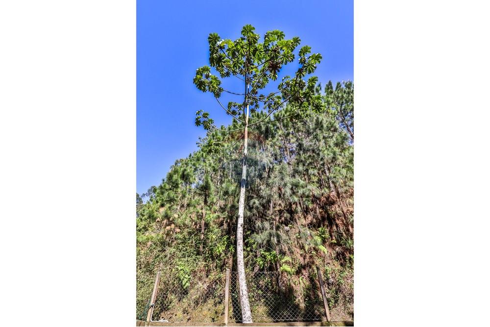 Chácara / Sítio / Fazenda - Venda - Timbó , Santa Catarina - FOTO PRO 03 - .JPG - 590211051-38