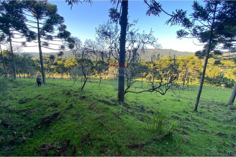 Chácara / Sítio / Fazenda - Venda - Painel , Santa Catarina - WhatsApp Image 2025-05-09 at 11.33.27 (2).jpeg - 590071044-16