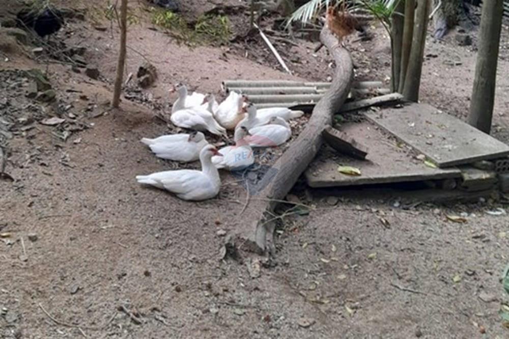 Terreno - Venda - Gravatal , Santa Catarina - WhatsApp Image 2025-10-20 at 17.47.36.jpeg - 590461027-11