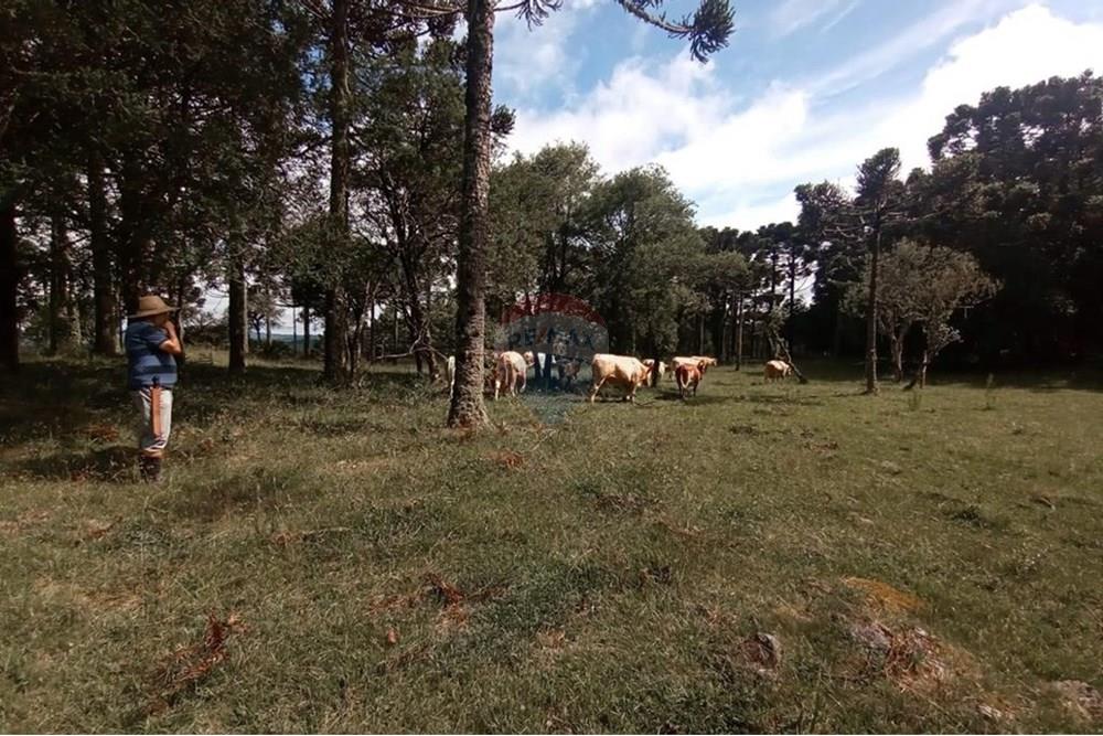 Chácara / Sítio / Fazenda - Venda - Painel , Santa Catarina - IMG-20250512-WA0071.jpg - 590071044-16