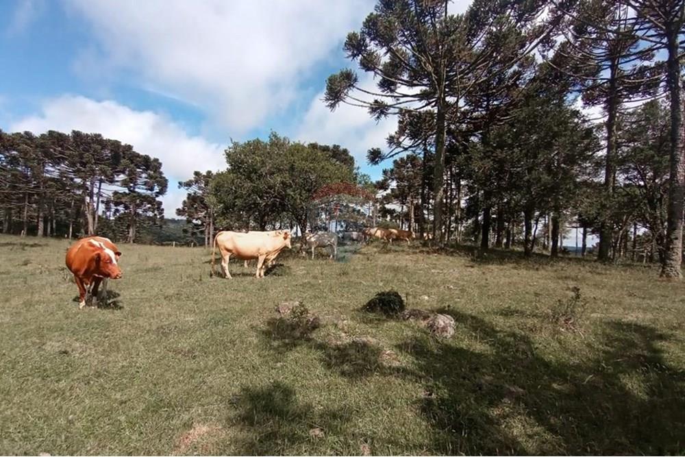 Chácara / Sítio / Fazenda - Venda - Painel , Santa Catarina - IMG-20250512-WA0077.jpg - 590071044-16