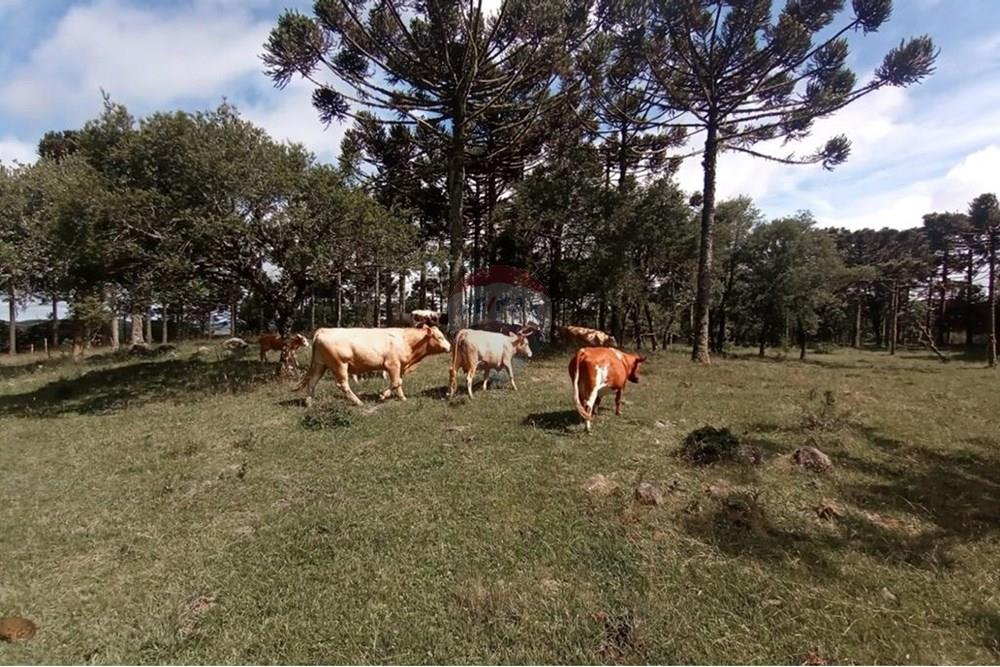 Chácara / Sítio / Fazenda - Venda - Painel , Santa Catarina - IMG-20250512-WA0069.jpg - 590071044-16