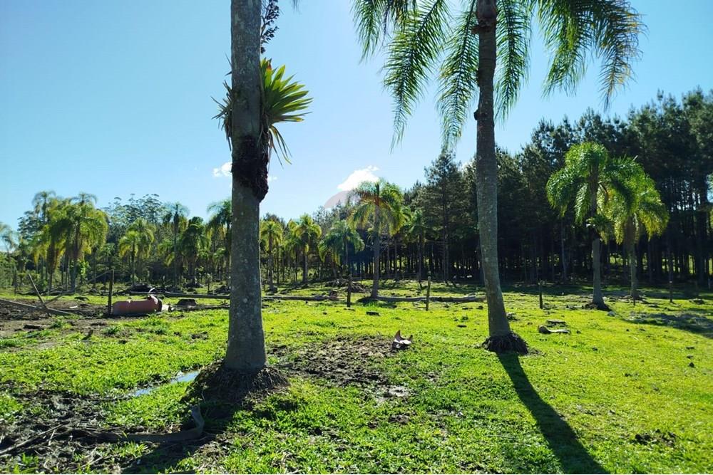 Chácara / Sítio / Fazenda - Venda - Benedito Novo , Santa Catarina - IMG-20241028-WA0384.jpg - 590301027-92