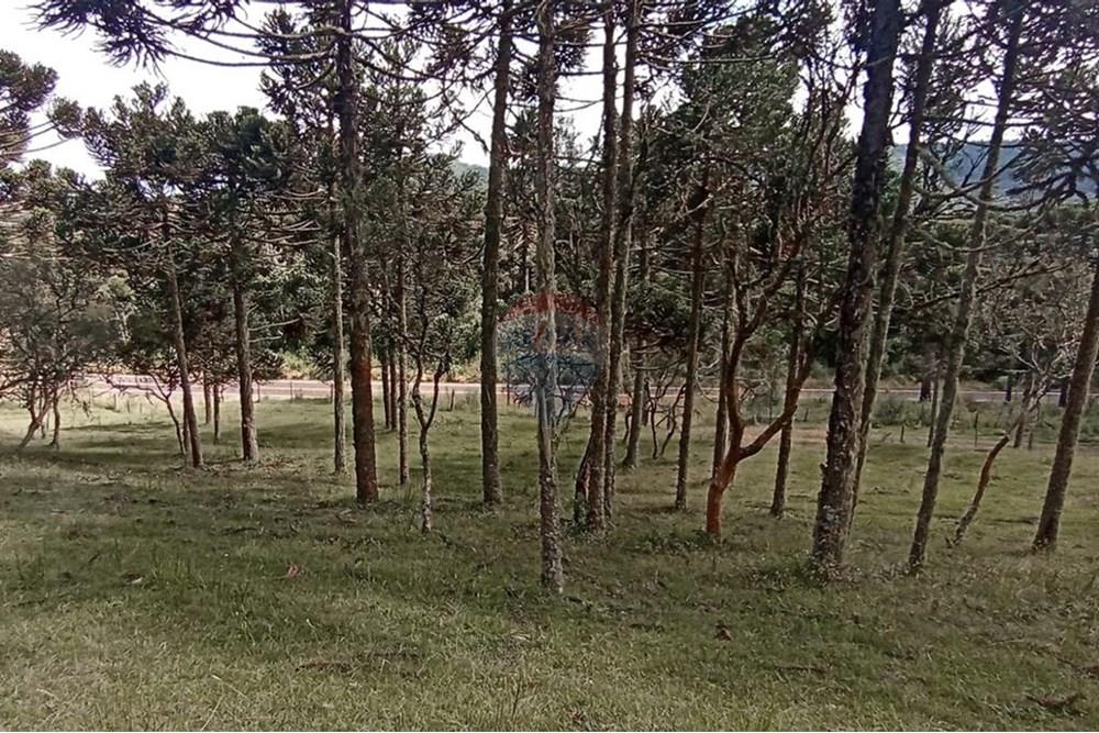 Chácara / Sítio / Fazenda - Venda - Painel , Santa Catarina - IMG-20250512-WA0073.jpg - 590071044-16