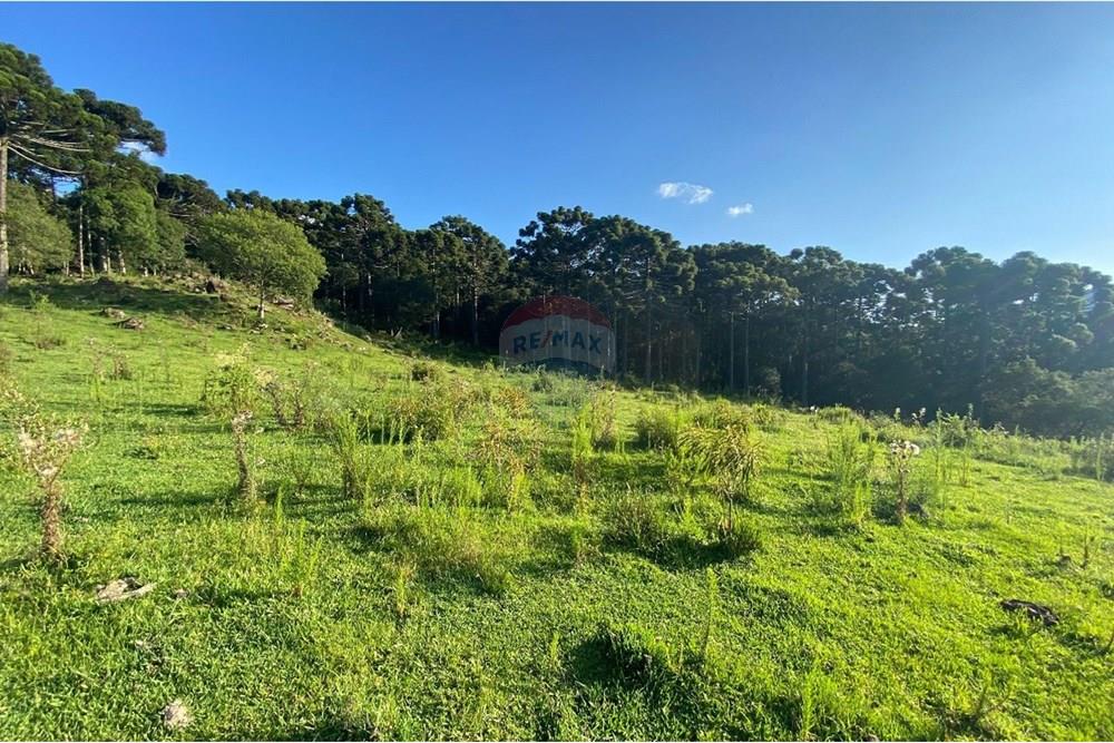 Chácara / Sítio / Fazenda - Venda - Painel , Santa Catarina - WhatsApp Image 2025-05-09 at 11.33.23 (5).jpeg - 590071044-16