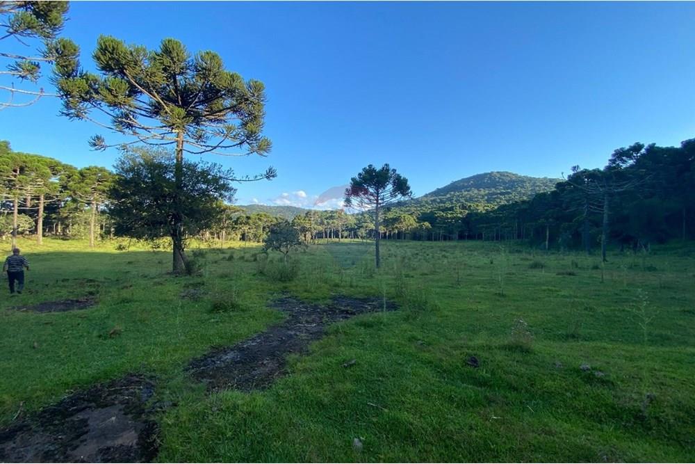 Chácara / Sítio / Fazenda - Venda - Painel , Santa Catarina - WhatsApp Image 2025-05-09 at 11.33.27.jpeg - 590071044-16