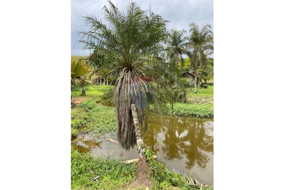 Chácara / Sítio / Fazenda - Venda - Jaraguá do Sul , Santa Catarina - WhatsApp Image 2025-09-16 at 09.32.36 (1).jpeg - 590451031-26